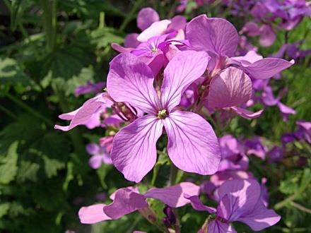 Lunaria