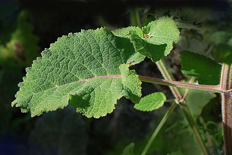 Salvia sclarea