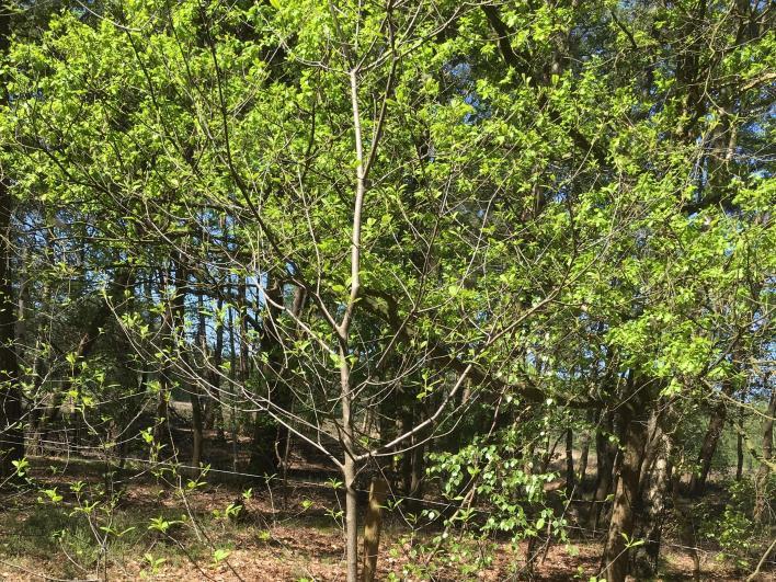 15 Vuilboom Vuilboom Zie je hier tussen alle naaldbomen een kleine, jonge boom met blad? Misschien is het de vuilboom. Je kunt de bladeren eten, maar let op: ze werken heel laxerend!