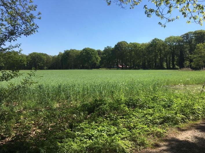 . Het sap van de weegbree wordt ook wel gebruikt om ontstekingen tegen te gaan.