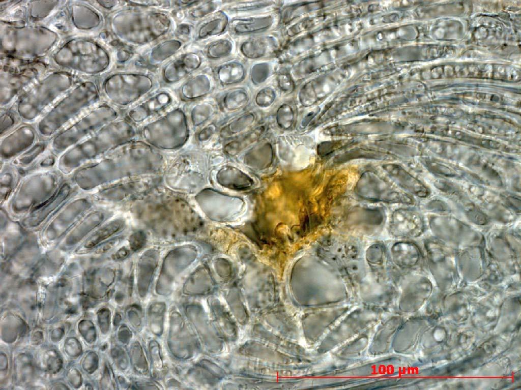 steencel in het centrum LM-0240 Fig. 13.