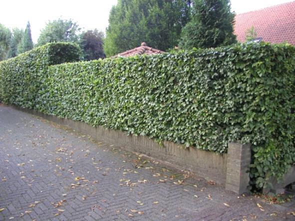 Referentie toe te passen beplanting; geschoren beukenhaag (L) en met hedera begroeid hekwerk. Aanplant en beheer De beukenhagen worden aangeplant met een beginhoogte van 1.0-1.