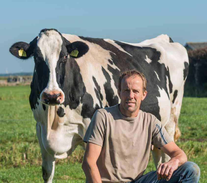 Jan van den Hengel: Kalfkoe moet vreten, vreten en vreten Melkveehouder Jan van den Hengel uit Bunschoten heeft de zaken rondom afkalven op zijn bedrijf met 120 hoogproductieve melkkoeien goed voor