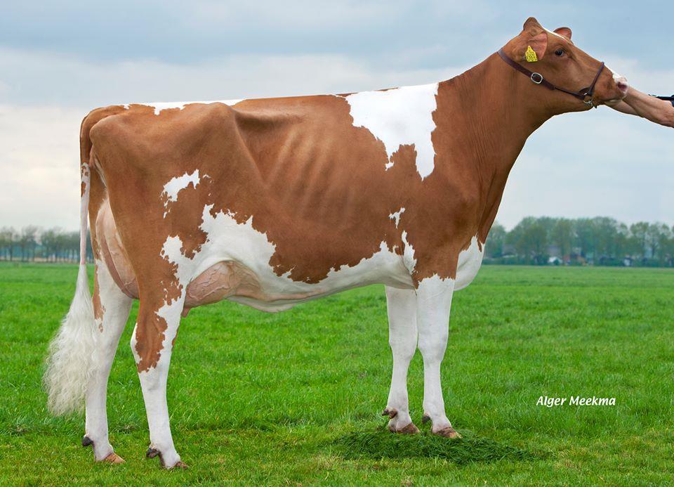 Holec Redrose Jotan Red VG-88: Jotan x Advent