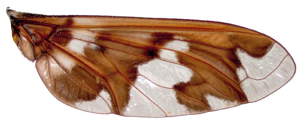 R-M r5 R-R R 2+3 R 4 Figuur 5. Schematische vleugel van het genus Exoprosopa. Figure 5.
