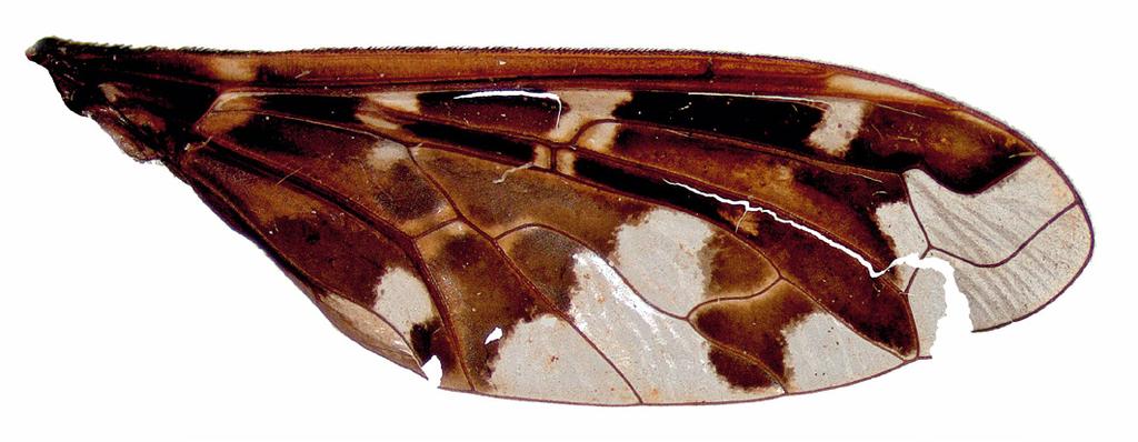 Vleugel van Exoprosopa capucina. Figure 6. Wing of Exoprosopa capucina. Figuur 7.