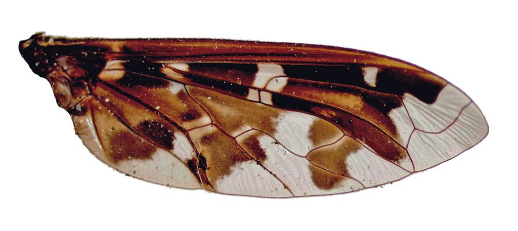 Vleugel van een vrouwtje Exoprosopa jacchus. Figure 8. Wing of a female Exoprosopa jacchus.