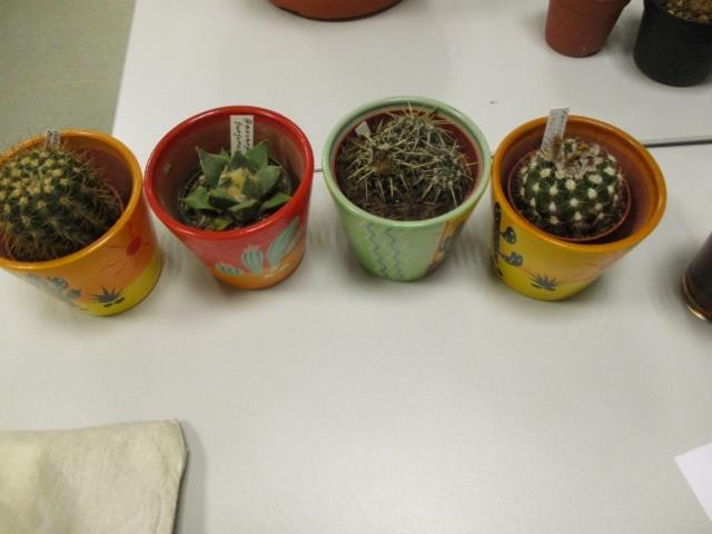 verschillen op dit punt met mij. De ludieke cactuspotten staan er ook goed op! Vervolgens is Nico Uittenbroek aan de beurt met de planten die hij heeft meegebracht.