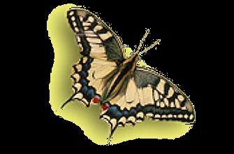 Koninginnenpage Het is een grote vlinder. Hij is geel met zwarte vlekken en onderaan zijn vleugels zie je een blauwe rand en twee staartjes.