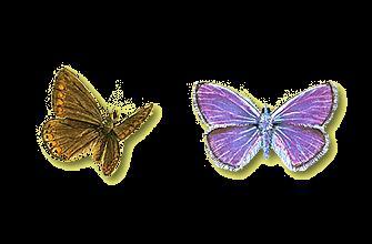 Boomblauwtje Het boomblauwtje is een klein blauw vlindertje. Het mannetje is helemaal blauw. Het vrouwtje heeft zwarte randen langs haar blauwe vleugels.
