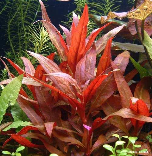 Koop nooit planten met harde breekbare stengels,deze zijn in het aquaria volkomen ongeschikt. Hebben een voorkeur voor ijzerhoudend water. Uitstekende contrastplant voor de wat grotere aquaria.