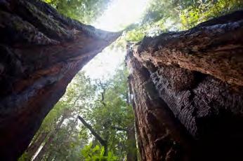 sequoia of kustmammoetboom. Bomen worden hier hoger dan 80 meter met een omtrek van 7 meter.