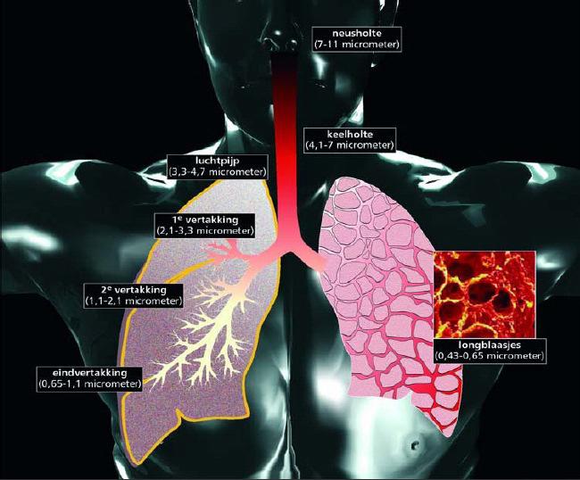 De longen. Verder worden wij gesteund door een aantal bedrijven, wetenschappers en instanties die achter ons initiatief staan. Fijnstof kan diep doordringen in onze longen.