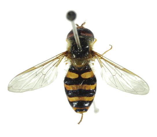 Dit artikel bespreekt de Nederlandse vondsten van beide soorten. inleiding Eupeodes-soorten zijn zwart met geel getekende zweefvliegen, met een lichaamslengte van 7 tot 12 mm.