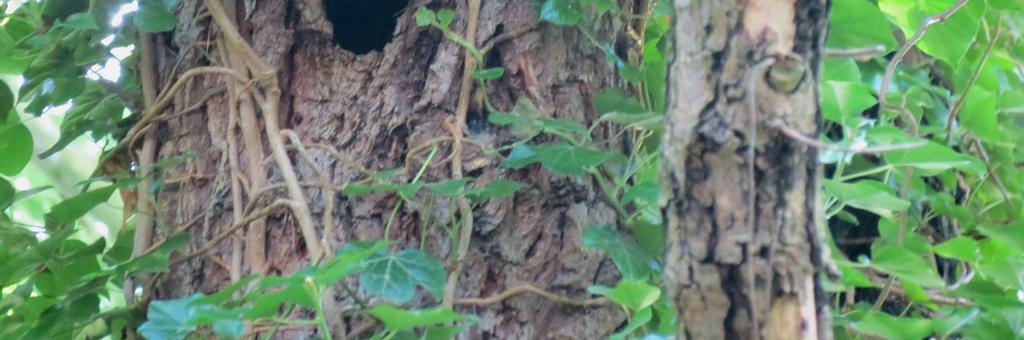 Vleermuizen Rondom het flatgebouw zijn zowel gesloten vlakken bosperceel te vinden, als alleenstaande volwassen bomen los in de gazons. In verschillende van deze bomen zijn zichtbare holtes aanwezig.