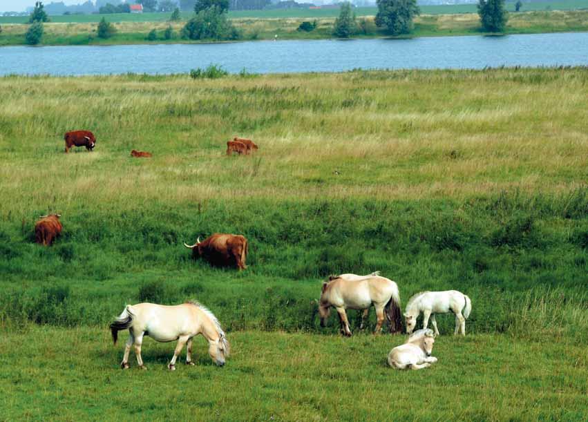 Nederland zal zich hiermee meer schikken naar het water en met de inzet van ruimtelijke maatregelen plaatselijk mogelijk zelfs meer ruimte aan de rivier geven dan strikt noodzakelijk is om aan de