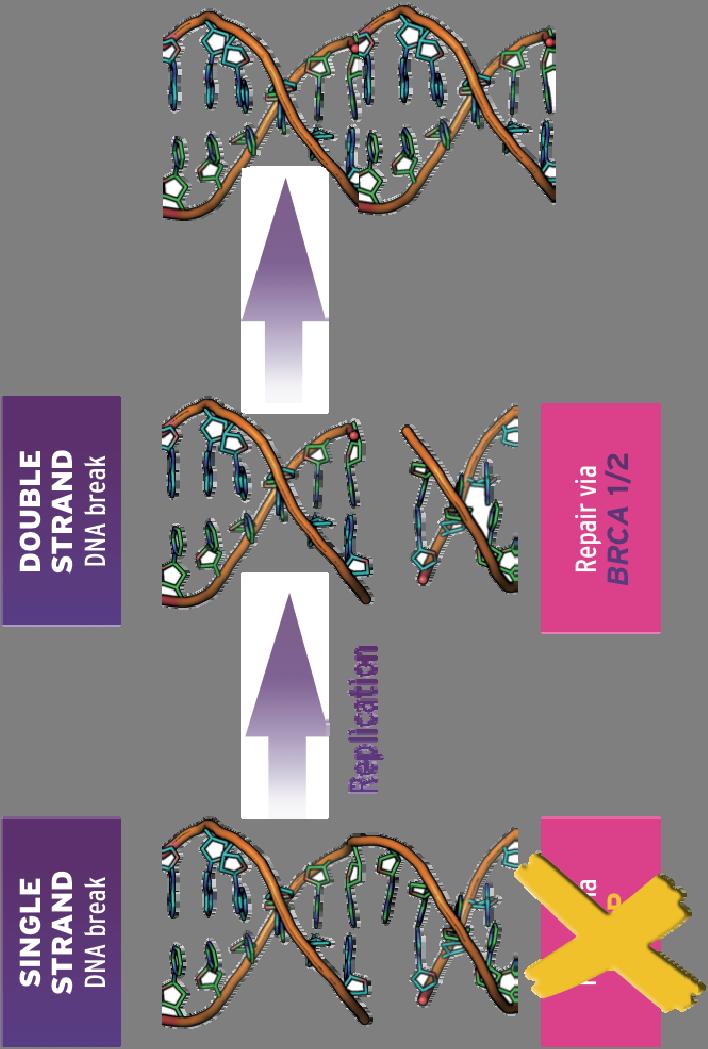 PARP inhibitoren