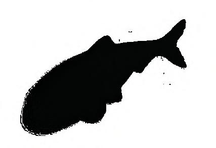 18 19 Atlantische haring Clupea harengus De haring behoort net als de elft, fint en sprot tot de haringfamilie (Clupeidae). De haringachtigen hebben een langgerekt, zijdelings samengedrukt lichaam.