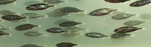 38 39 3 Migratiekalender In de vismigratiekalender is voor alle geselecteerde trekvissen weergegeven hoe zij per levensfase en gedurende welke periode van het jaar gebruik maken van het Haringvliet