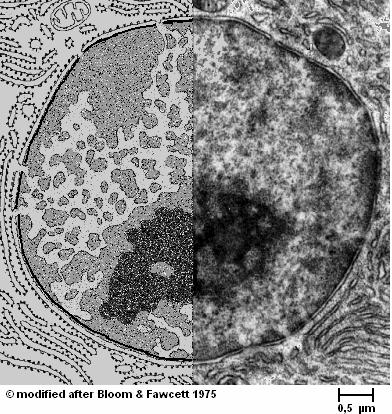 Eiwitsynthese 18. Het algemene dogma is: DNA RNA eiwit. A. Waar in de cel vindt de eerste stap plaats? B. Hoe heet dit proces van DNA RNA? C. Waar in de cel vindt de tweede stap plaats? D. Hoe heet dit proces van RNA eiwit?