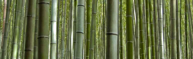 Bamboo Green Een groen, sterk en ecologisch duurzaam product: 100 % natuurlijk massief bamboe mooi, vernieuwend en duurzaam superieure