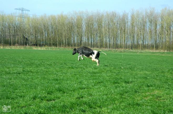 De koeien zullen dan eerst het jongste gras eraf vreten zodat onze viervoeters het minst last hebben van achter gebleven wormen.