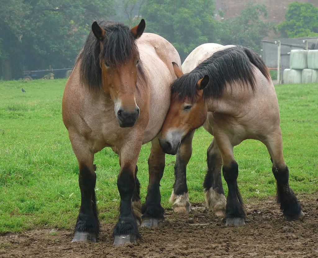 Fokken van een gezond trekpaard Gezonde paarden die langer leven invoeren bindende veterinaire analyse en selectie op