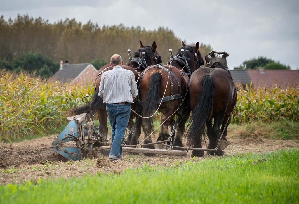 verenigingen die werkend paard in contact brengen met publiek en hen inspraak/vertegenwoordiging geven in KMBT wedstrijden organiseren met proeven in inzetbaarheid,