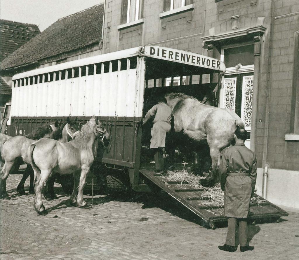 Stimuleren van export en economische nut Export van Belgische trekpaarden