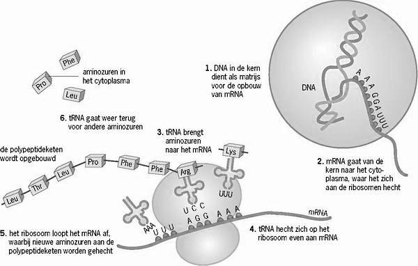 reeks en zodra het ribosoom een stopcodon tegenkomt, stopt de translatie en is het polypeptide gevormd. Vervolgens wordt het polypeptide vrijgelaten in het cytoplasma.