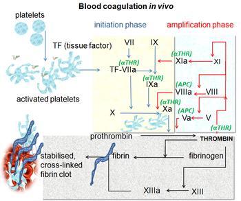 dabigatran rivaroxaban,