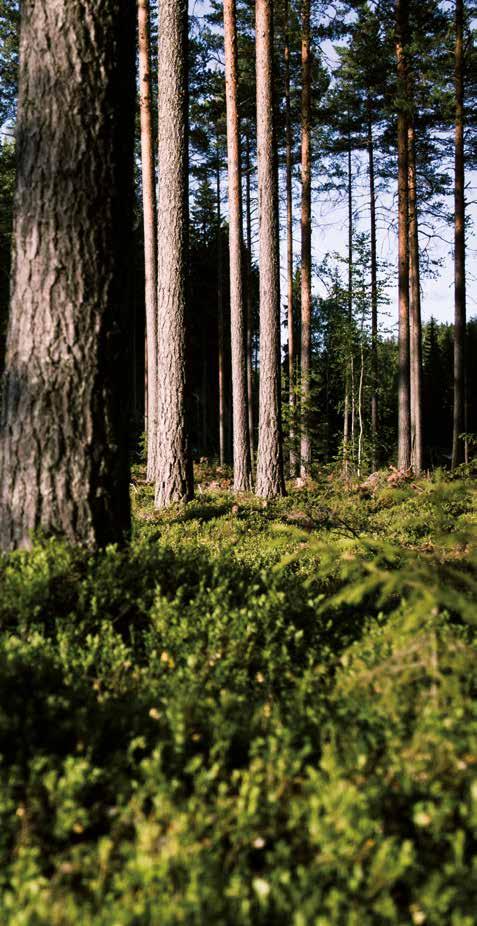 Stora Enso Iets goeds doen voor mens en milieu Stora Enso is een gerenommeerde wereldwijde aanbieder van duurzame oplossingen op het gebied van verpakking, natuurlijke materialen, hout en papier.