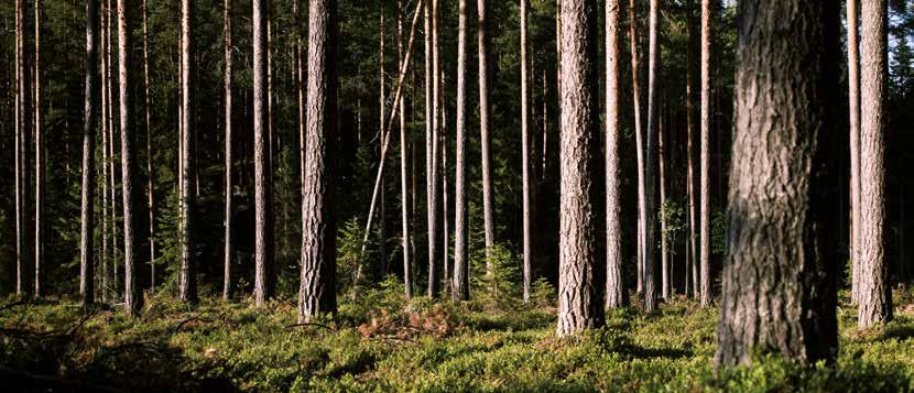 Duurzaam en flexibel: CLT het massief houten bouwsysteem De milieutechnische en bouwtechnische voordelen van hout als bouwmateriaal worden steeds vaker erkend.