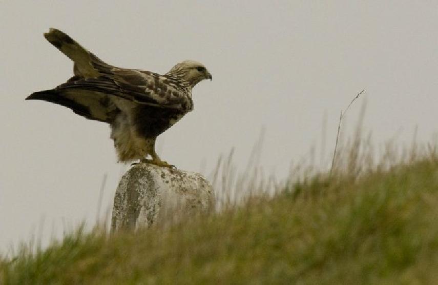 en twee juveniel, Putter, Bonte Strandloper en Kramsvogel. Andere: Tientallen Edelherten, enkele vossen en een pak Heckrunderen.