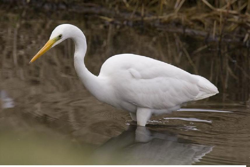 Oostvaardersplassen (10h45 13h45) De Oostvaardersplassen vormen een natuurgebied van zo n 6000 ha (60 km², of een gebied van 6 bij 10 km) tussen Almere en Lelystad in de Nederlandse provincie