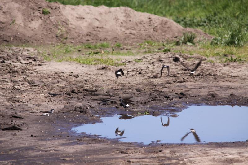 - 7-3. Indelen telgebieden In de jaren 2006 t/m 2010 waren er rond Woudenberg en rond Achterveld/Leusden twee vrijwilligersgroepen actief met in totaal ongeveer 15 leden.