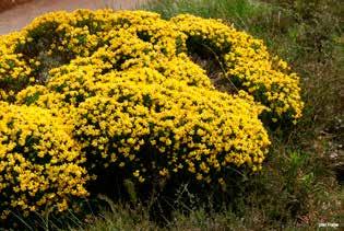 Als de plant zijn mooie blauwe bloemen heeft in juni tot en met augustus, valt hij echt op in de bermen langs onze wegen en op ruwe terreinen.