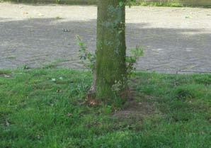 BOOM IN GAZON 19 Het komt regelmatig voor dat bomen in gazon een boomspiegel hebben.