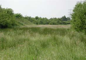 ECOLOGISCH BEHEERD GRAS 37 Ecologisch beheerd gras wordt extensief onderhouden.