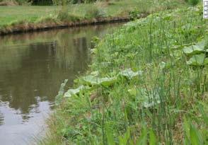 OEVERVEGETATIE 41 Oevers met een natuurlijke uitstraling voorzien van