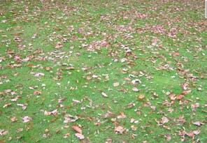 Daarnaast wordt blad- en natuurlijk vuil geruimd om de groei van het gras niet te belemmeren.