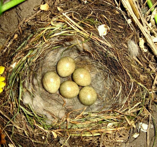 Foto: nest met eitjes (Theo van de Mortel) Het nest is bijna niet te vinden. Ornothologen, vogelaars, liefhebbers die een nestje proberen te vinden zoeken zich een ongeluk.