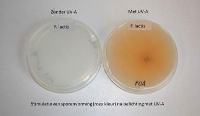 Fusarium in: Steenwolmat Bloemen Op blad Gevallen en geaborteerde vruchten Niet in zwart zaad Bij biologische bedrijven