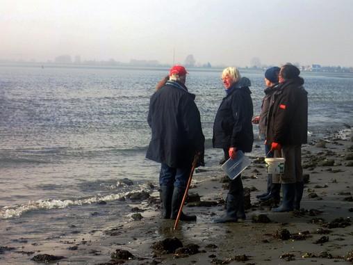 Aan het begin veel Kleine zee-eik (Fucus spiralis), vervolgens een heel stuk met zeepokken, en aan het einde veel