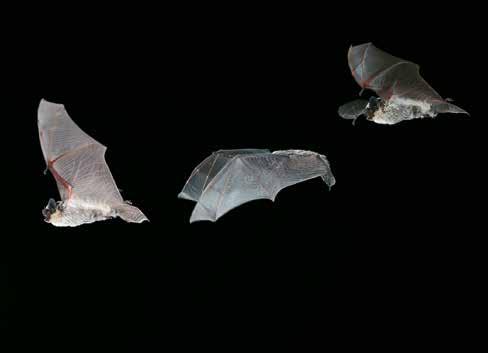 Jagende tweekleurige vleermuis in een serie snelle opnamen. Met elke vleugelslag wordt een echolocatiesignaal uitgestoten dat met een batdetector hoorbaar kan worden gemaakt. Foto: D. Nill.