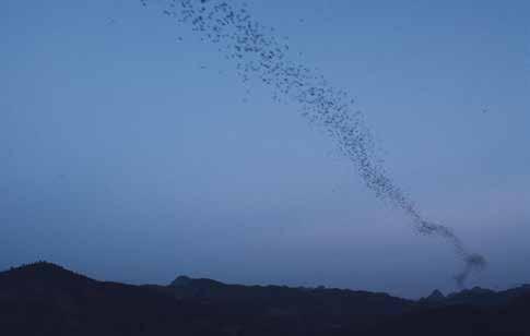 Uitvliegen van een kolonie van enkele miljoenen rimpellipbulvleermuizen (Chaerephon plicata) en zwartbaardgrafvleermuizen (Taphozous melanopogon) uit een Vietnamese grot.