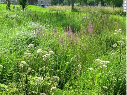 2 Onderhoud groen: Ruw gras + e vegetatie bestaat uit zeer veel kruidachtige soorten.