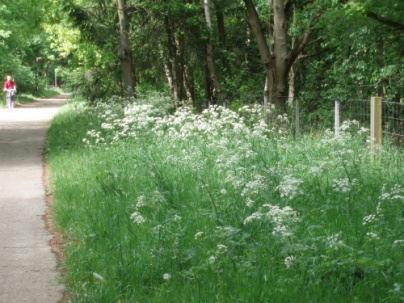 aantal soorten: > 25 stuks per 25 m² eschadiging: 1 % per 100 m² e vegetatie bestaat