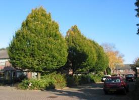 3 Onderhoud groen: omen + Vitale, volgroeide bomen: e bomen zijn gezond en groeikrachtig en de boomspiegels hebben een goede omvang Vitale bomen: Gezonde en