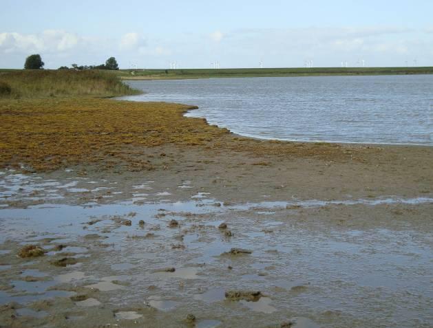 Het gebied is in 1992 door Het Groninger Landschap aangekocht. Peter Paul geeft uitleg Overzicht polder Breebaart Inrichting en beheer In 2000 is een oude slenk opnieuw open gegraven met OBN-subsidie.